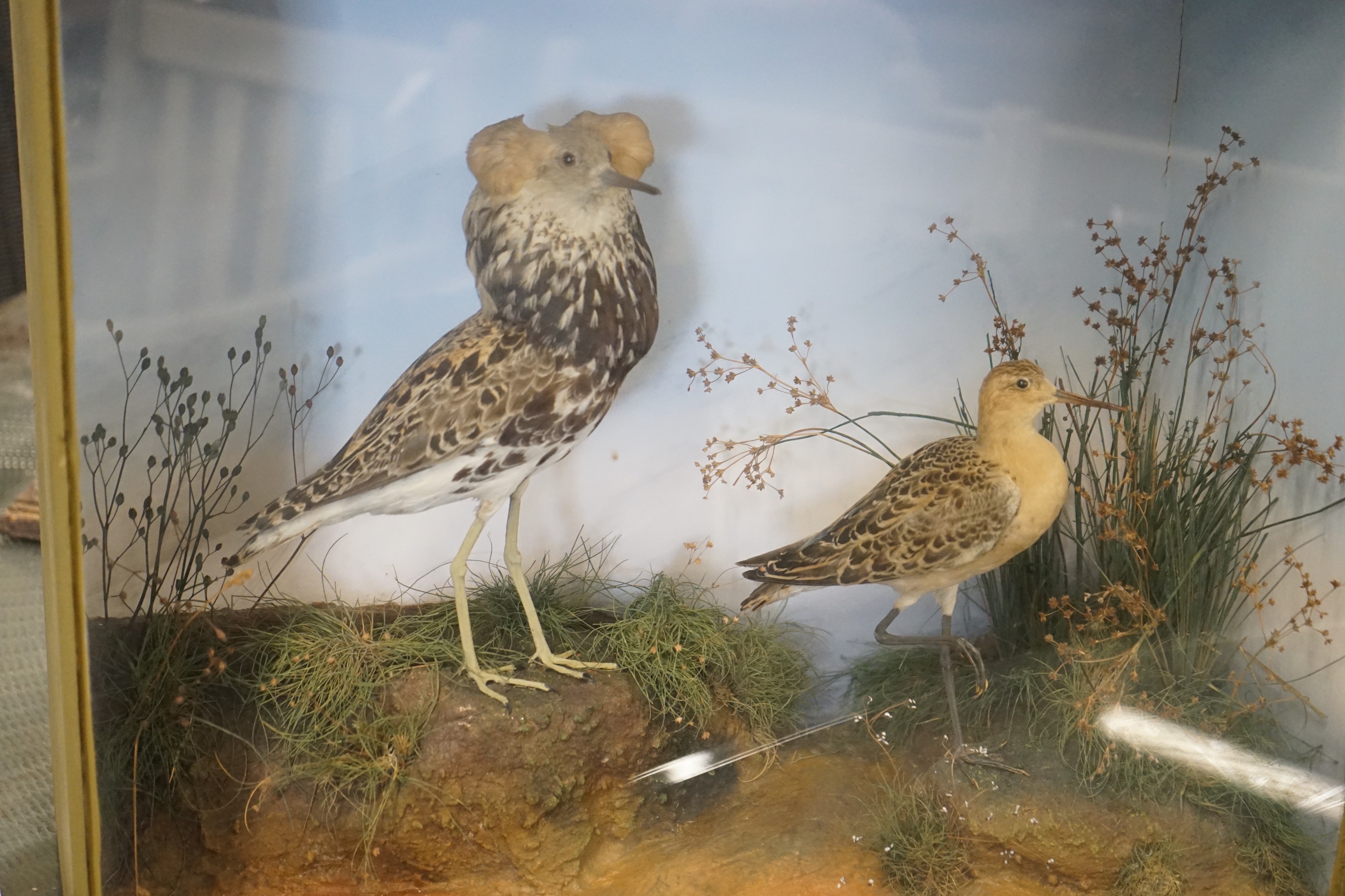 A Victorian cased taxidermic group of two exotic birds, bears Pratt & Son, Brighton trade label verso, case width 56cm, height 47cm